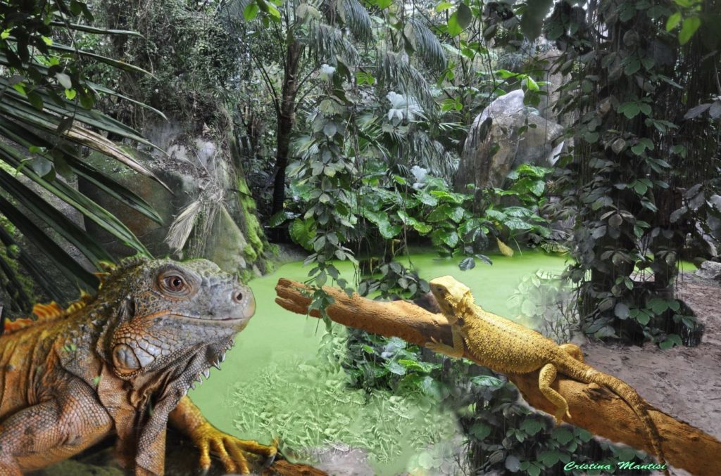 Panama-Cristina-Isla-Iguana-1024x677  