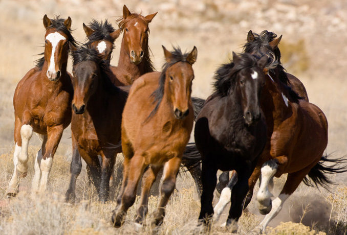 Cavallo-in-America-1-C-mustang-678x460  